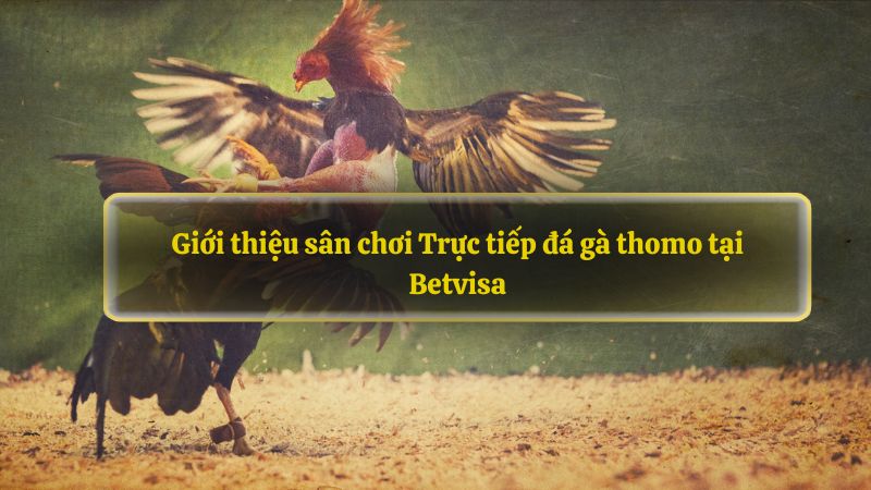 Giới thiệu sân chơi Trực tiếp đá gà thomo tại Betvisa