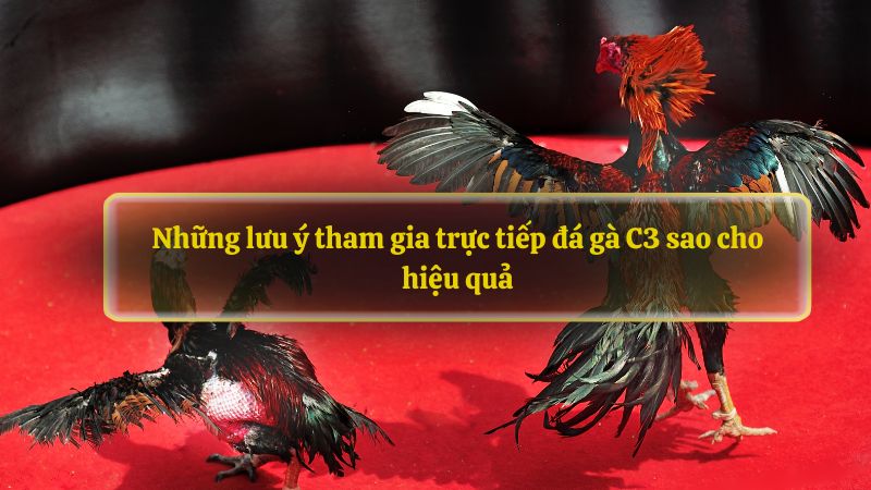 Những lưu ý tham gia trực tiếp đá gà C3 sao cho hiệu quả