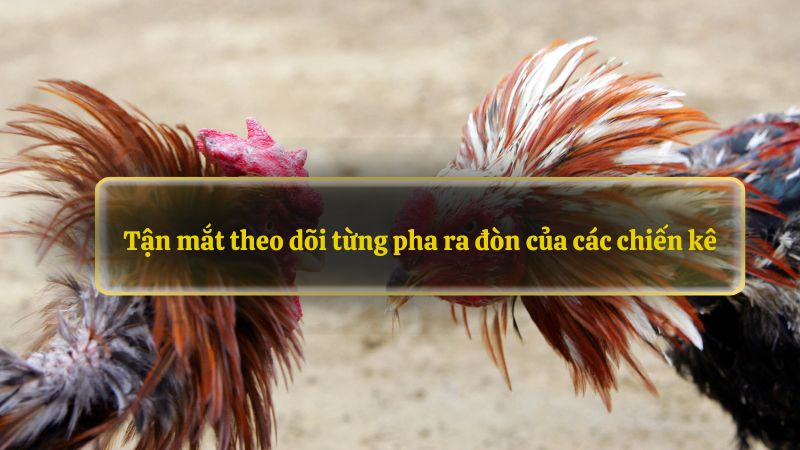 Tận mắt theo dõi từng pha ra đòn của các chiến kê