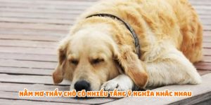 Nằm mơ thấy chó có nhiều tầng ý nghĩa khác nhau