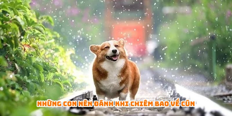 Những con nên đánh khi chiêm bao về cún