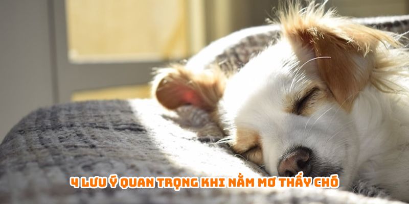 4 lưu ý quan trọng khi nằm mơ thấy chó